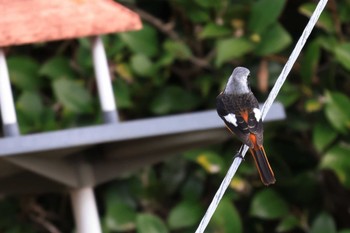 Daurian Redstart Teganuma Sat, 11/5/2022