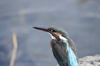 カワセミ 東京港野鳥公園 2022年11月5日(土)