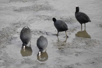 オオバン 東京港野鳥公園 2022年11月5日(土)