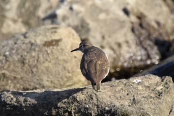 イソシギ 東京港野鳥公園 2022年11月5日(土)