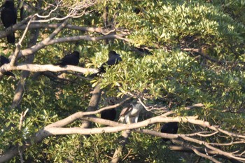 オオタカ 東京港野鳥公園 2022年11月5日(土)