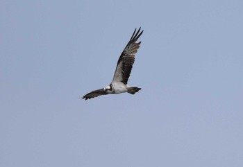 2022年11月5日(土) 東京港野鳥公園の野鳥観察記録