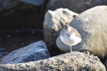 イソシギ 東京港野鳥公園 2022年11月5日(土)