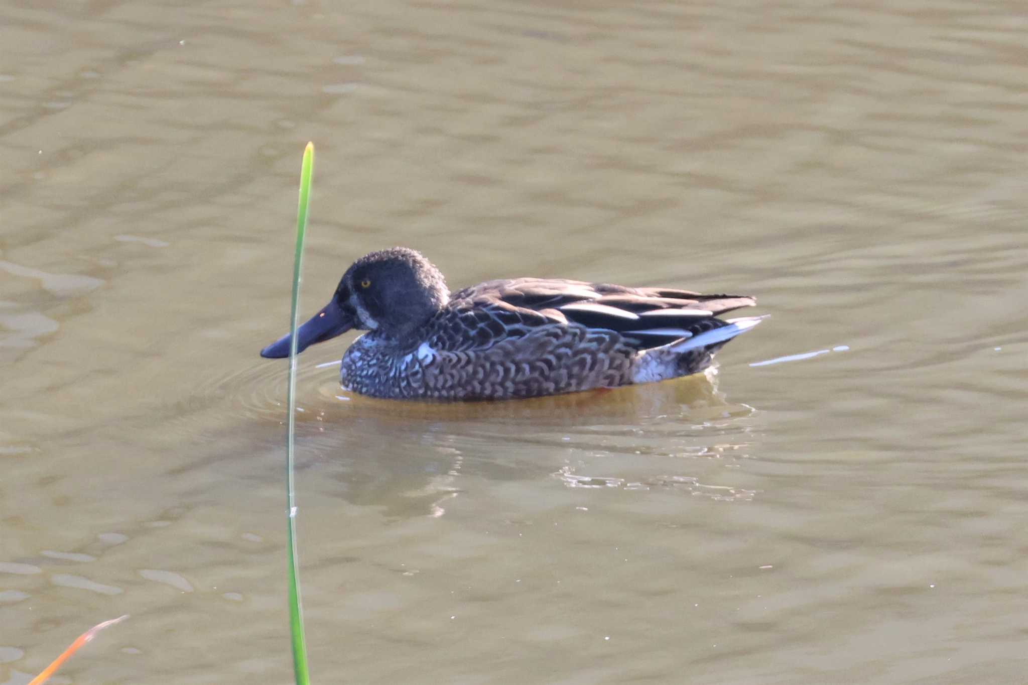 Northern Shoveler