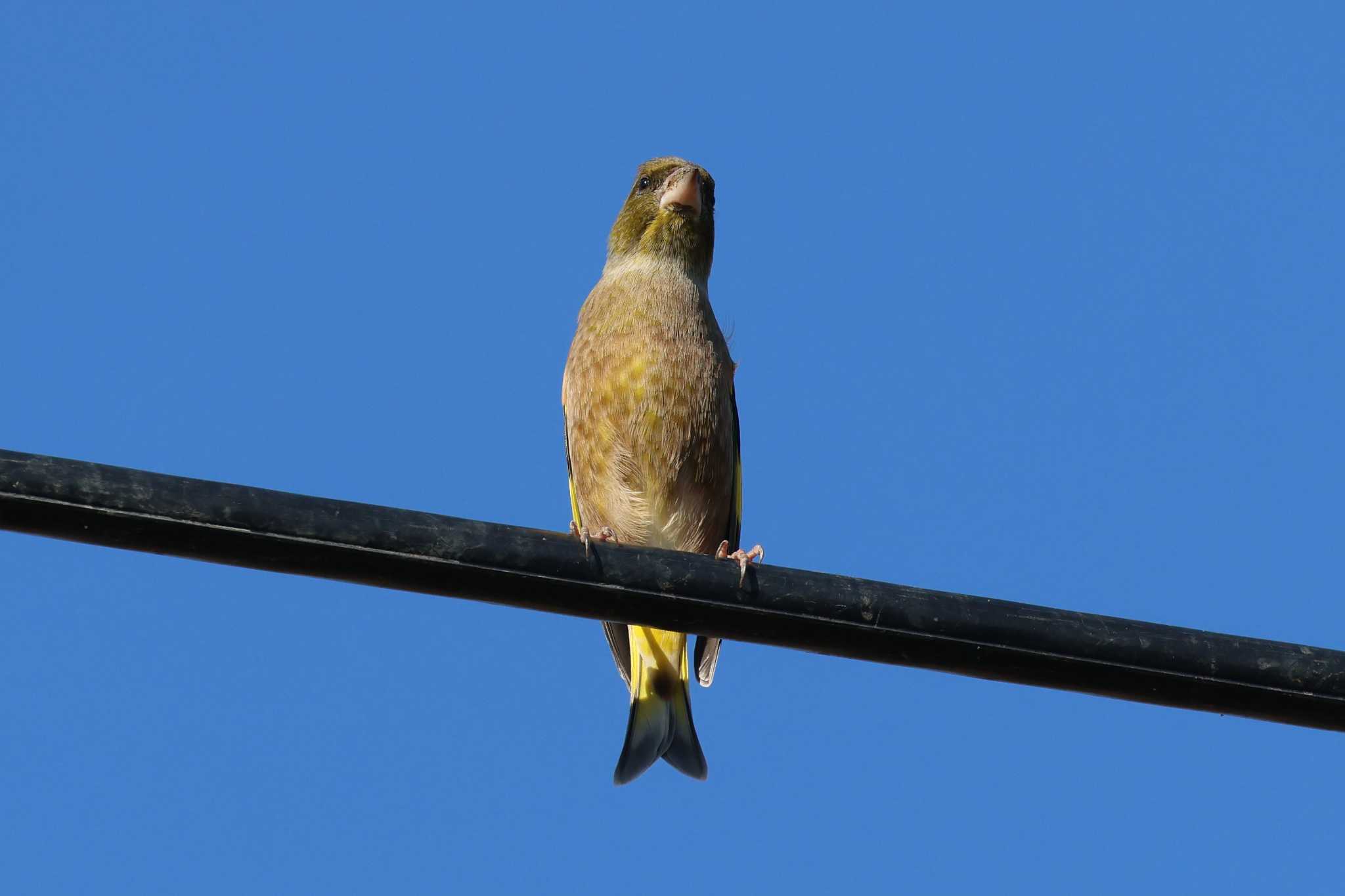 Grey-capped Greenfinch