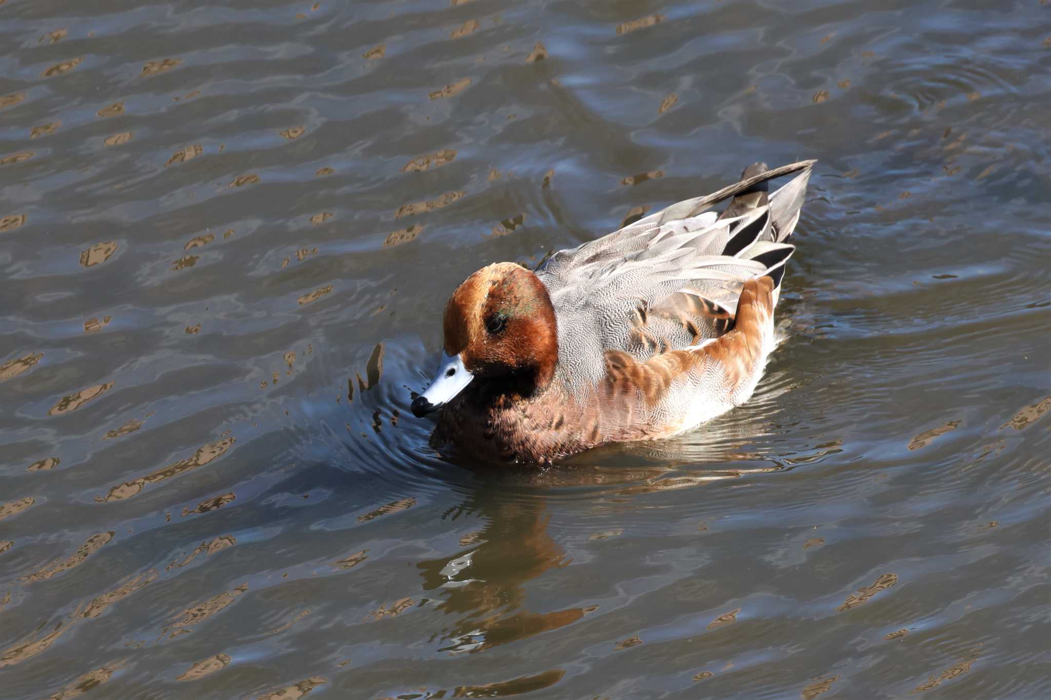 Eurasian Wigeon