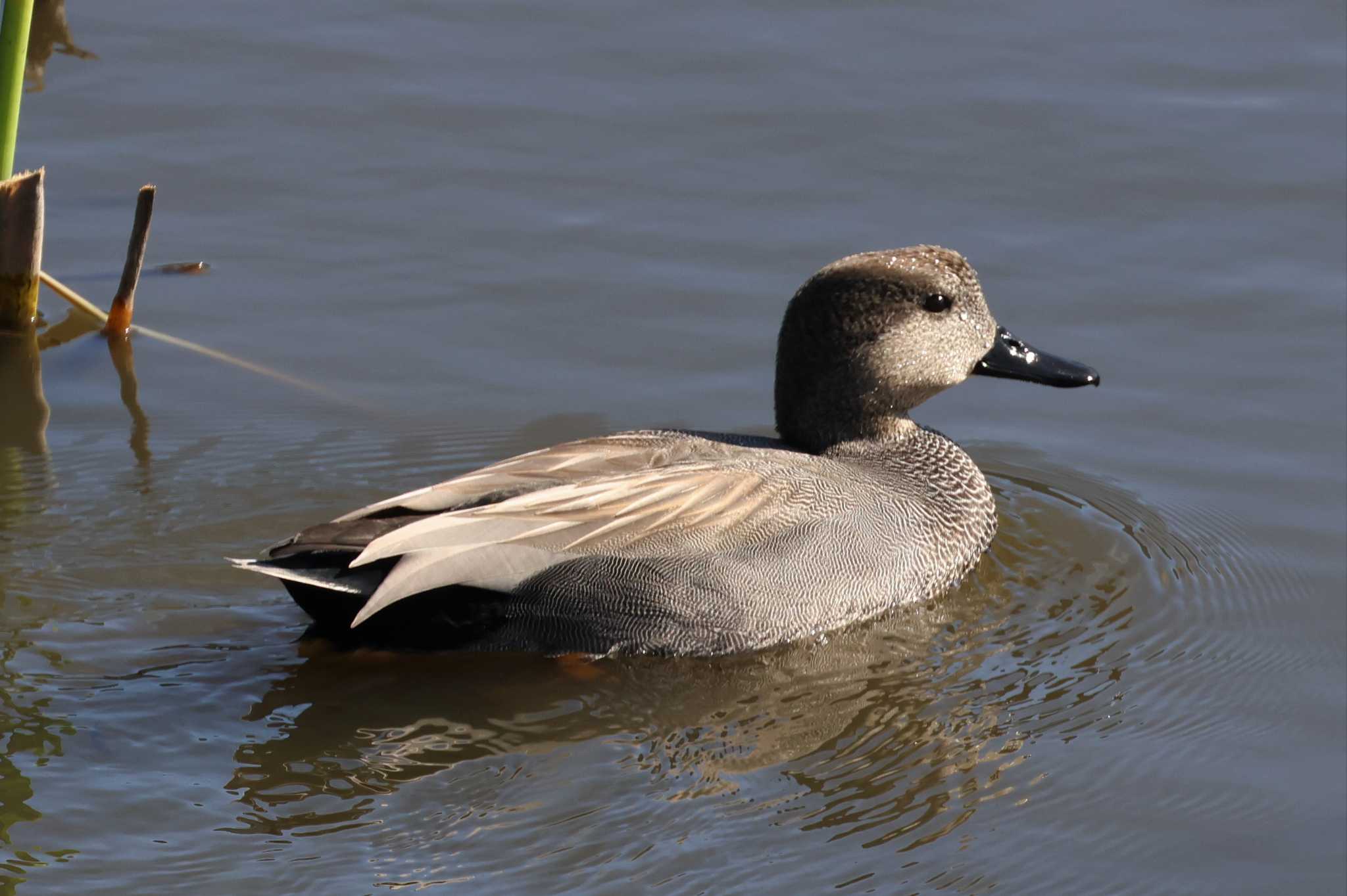 Gadwall