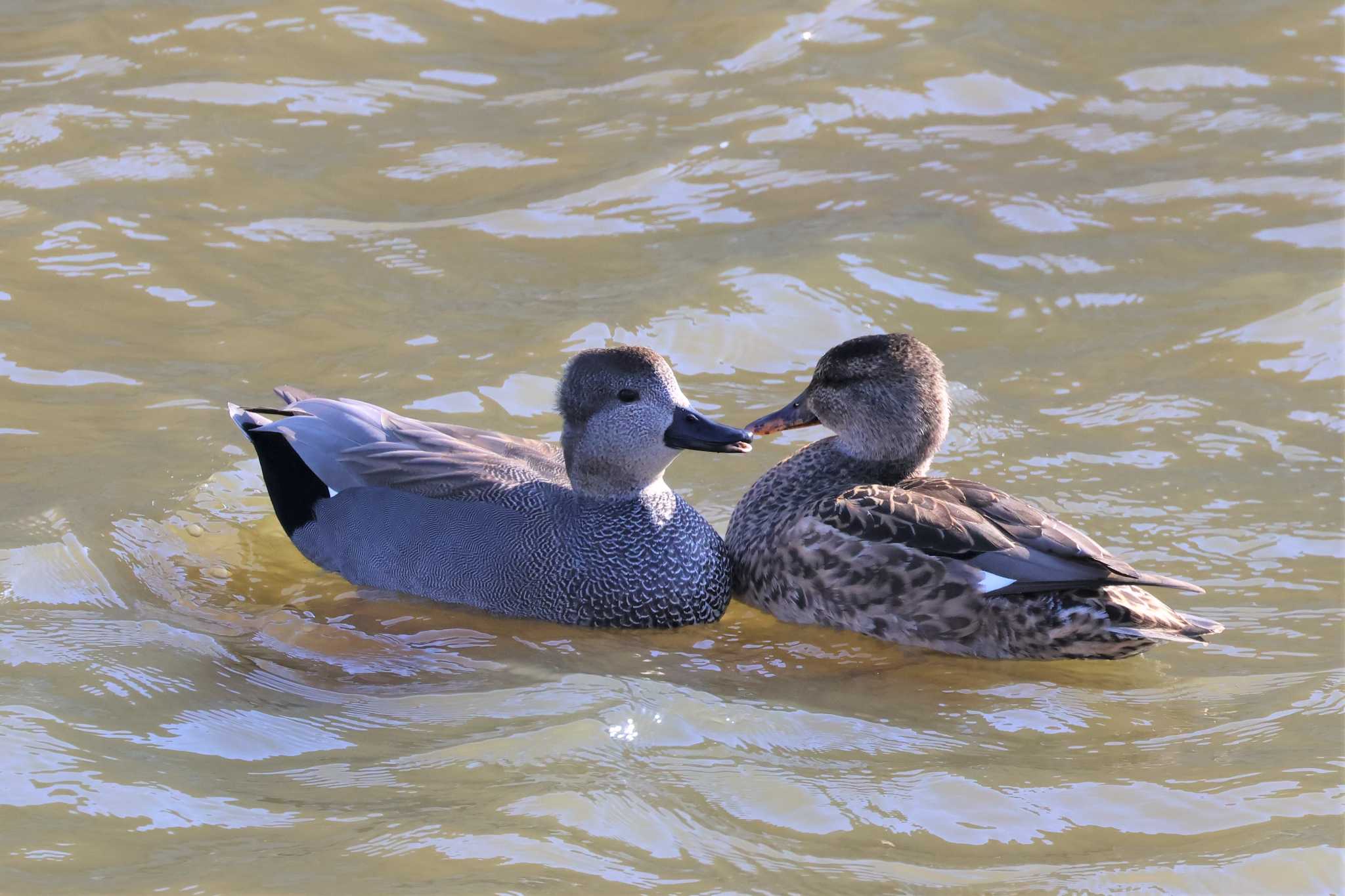 Gadwall