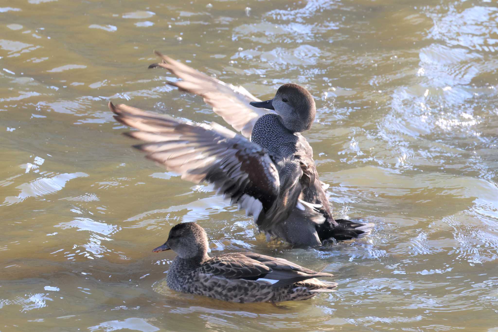 Gadwall