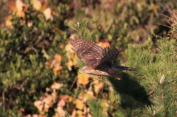 オオタカ 葛西臨海公園 2017年12月11日(月)