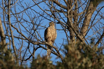 オオタカ 葛西臨海公園 2017年12月11日(月)