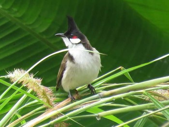 Red-whiskered Bulbul タイ北部 Unknown Date