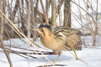 サンカノゴイ 場所が不明 2018年2月20日(火)