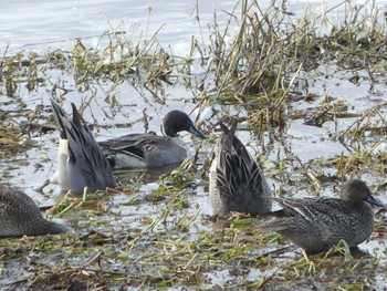 Northern Pintail 長都沼(千歳市) Sun, 11/6/2022