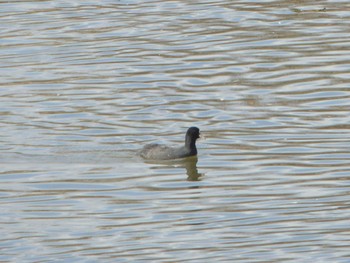 Eurasian Coot 長都沼(千歳市) Sun, 11/6/2022