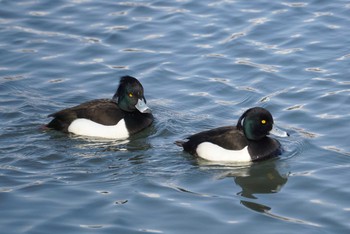 キンクロハジロ 昆陽池公園 2018年2月22日(木)