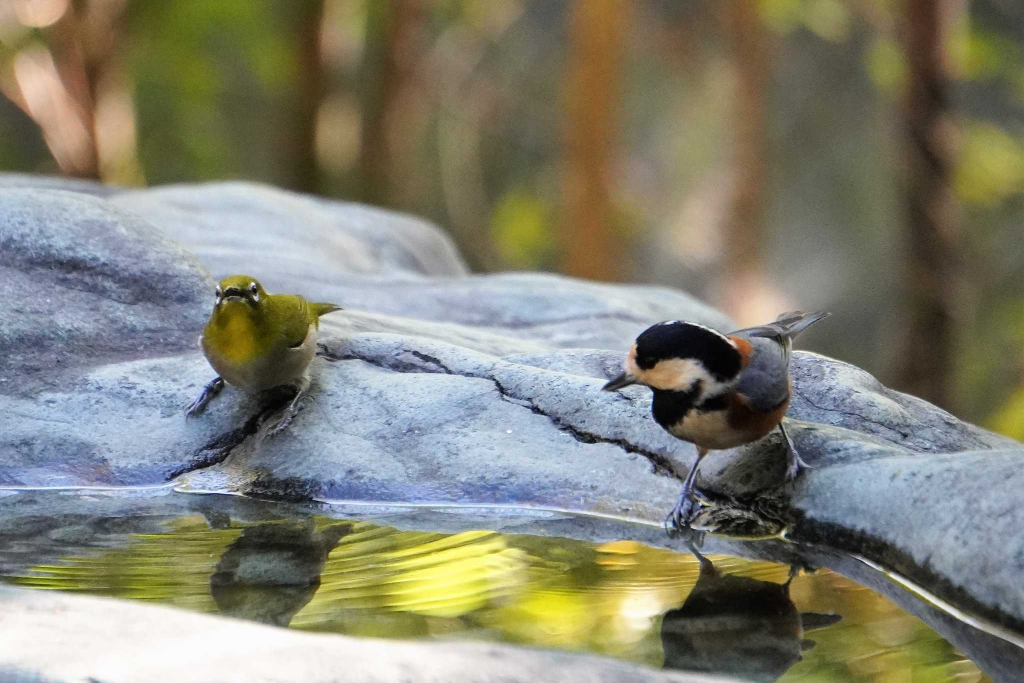 Warbling White-eye