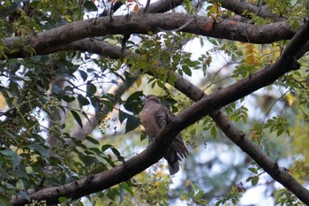 Oriental Turtle Dove 大阪府 Sun, 11/6/2022