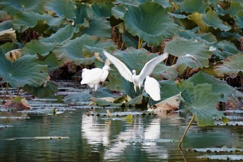 Little Egret 大阪府 Sun, 11/6/2022