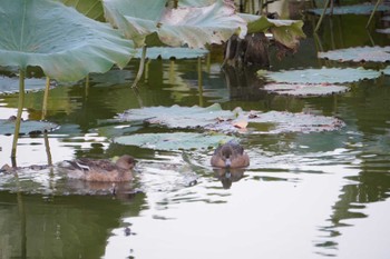 Eurasian Wigeon 大阪府 Sun, 11/6/2022