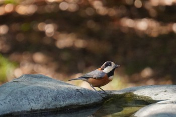 Varied Tit 大阪府 Sun, 11/6/2022