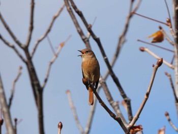 2022年11月6日(日) 都市緑化植物園(大阪府豊中市寺内)の野鳥観察記録