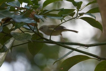 Japanese Bush Warbler Koyaike Park Thu, 2/22/2018