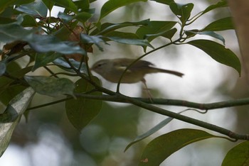 ウグイス 昆陽池公園 2018年2月22日(木)