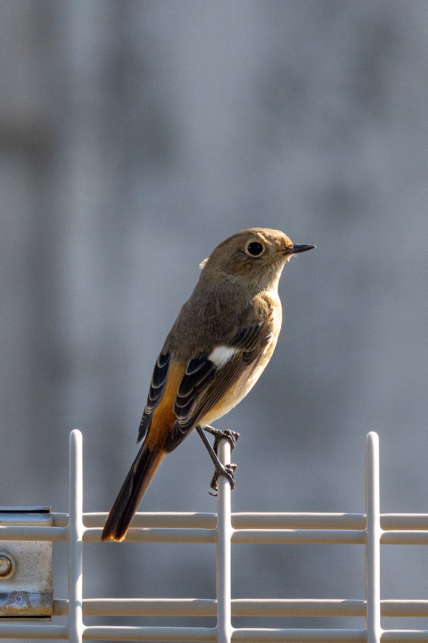 大阪南港野鳥園 ジョウビタキの写真