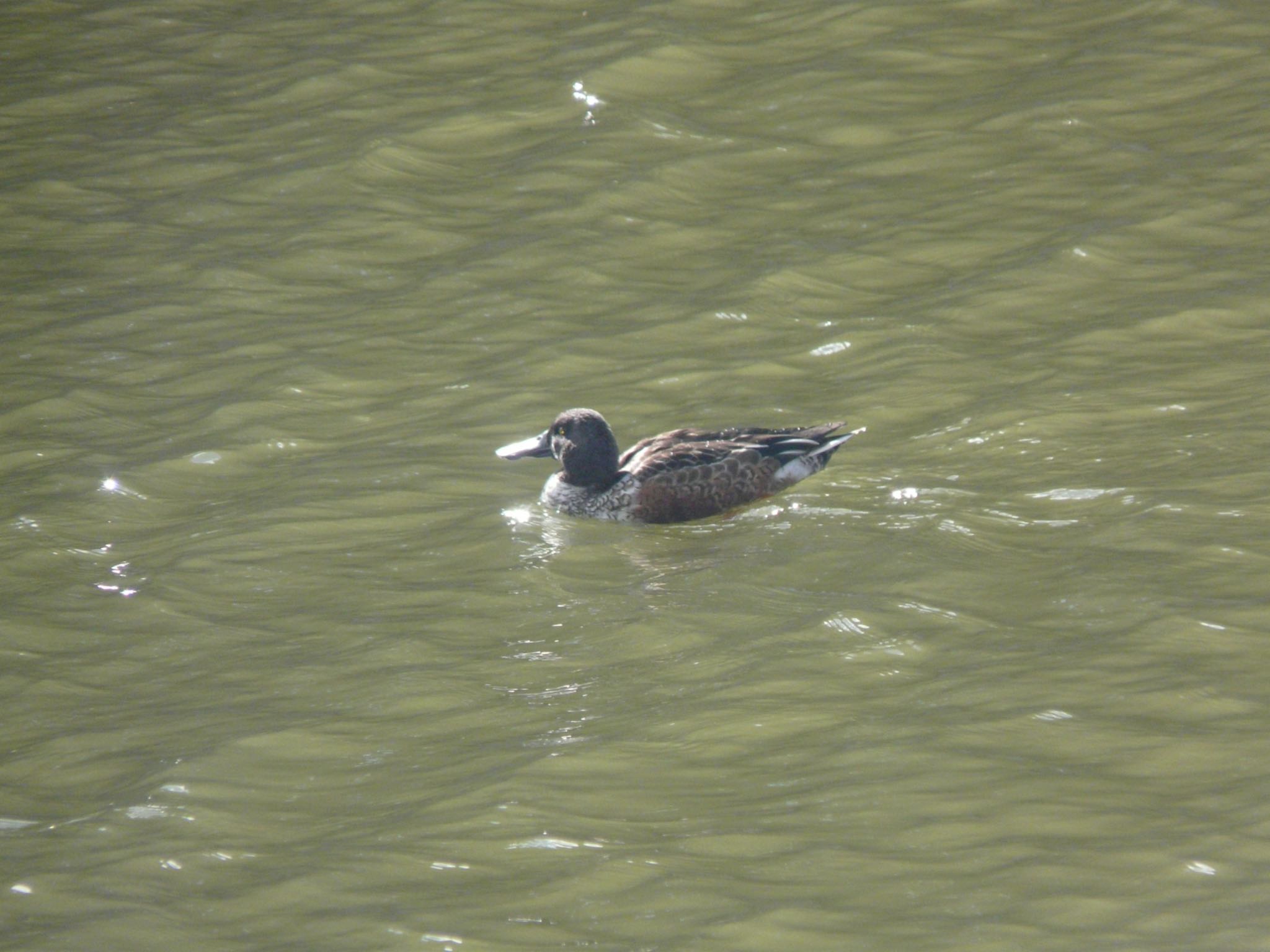 大阪城公園 ハシビロガモの写真