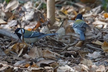 シジュウカラ 昆陽池公園 2018年2月22日(木)