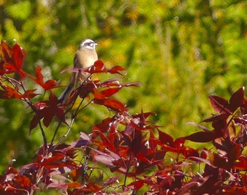 Sun, 10/30/2022 Birding report at 湯西川温泉