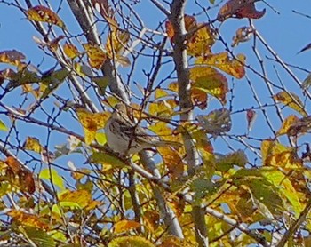 Rustic Bunting 湯西川温泉 Sun, 10/30/2022