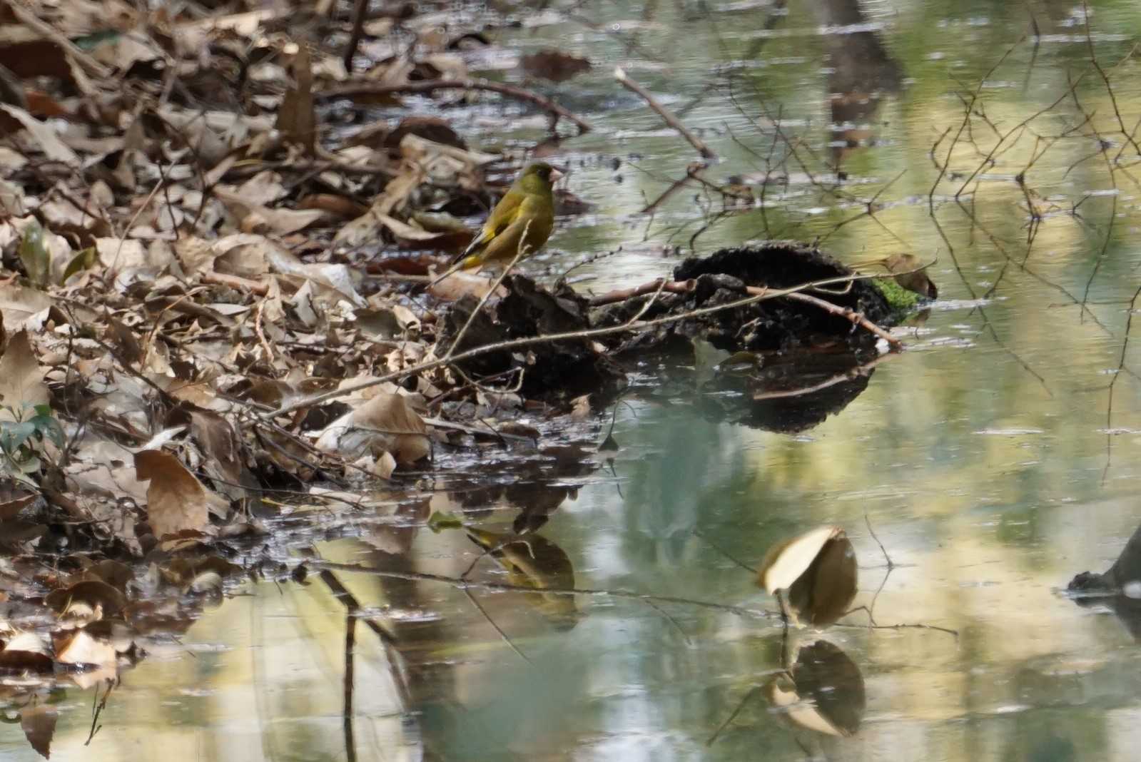 昆陽池公園 カワラヒワの写真 by マル