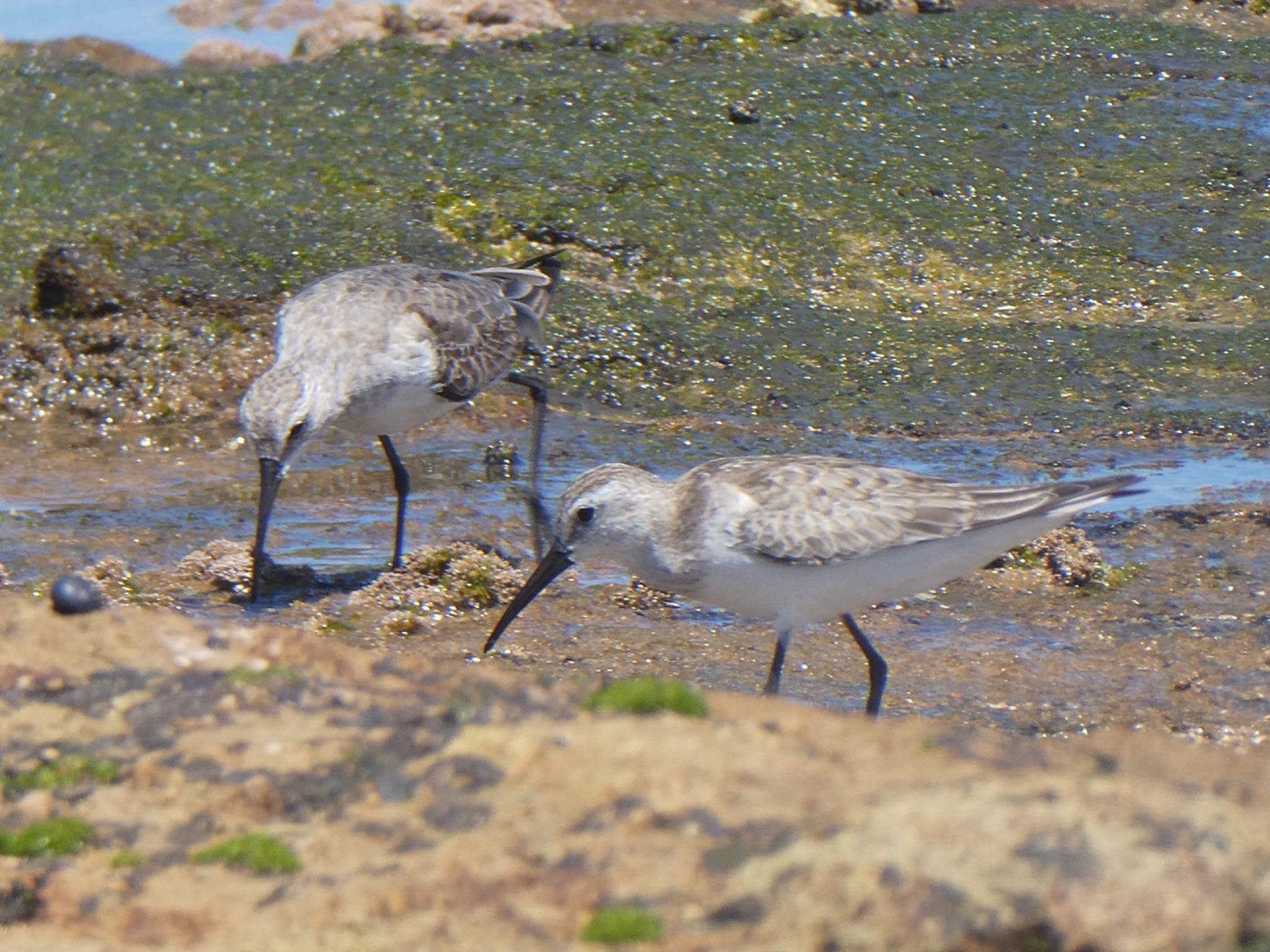 Long Reef(Australia, NSW) サルハマシギの写真 by Maki