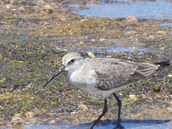 Curlew Sandpiper Long Reef(Australia, NSW) Sun, 11/6/2022