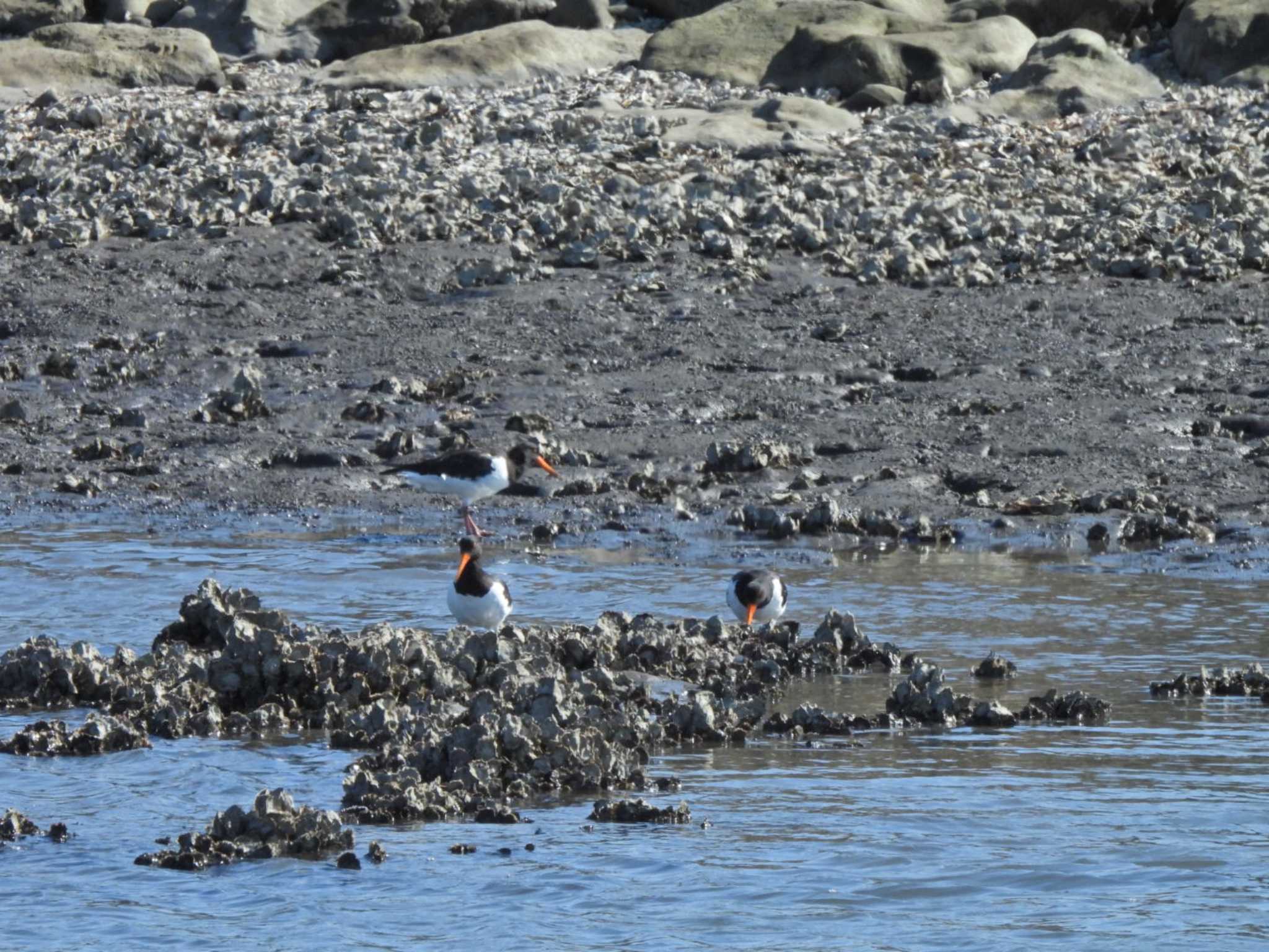 葛西臨海公園 ミヤコドリの写真 by NM🐥📷