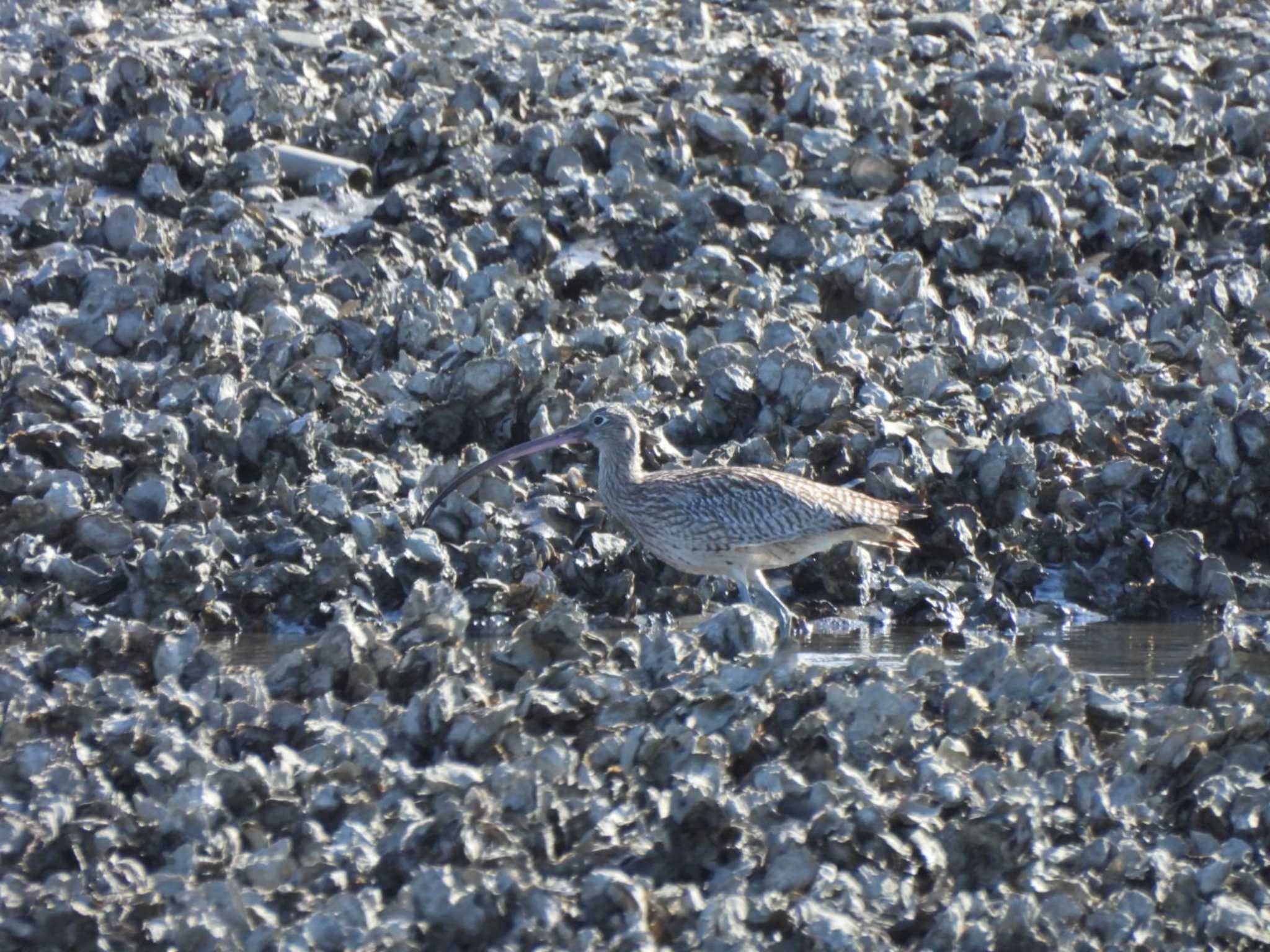 葛西臨海公園 ダイシャクシギの写真 by NM🐥📷