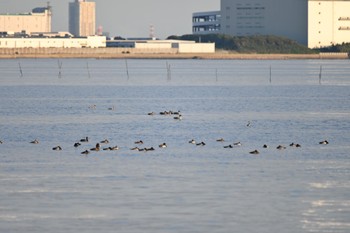 未同定 ふなばし三番瀬海浜公園 2022年11月6日(日)