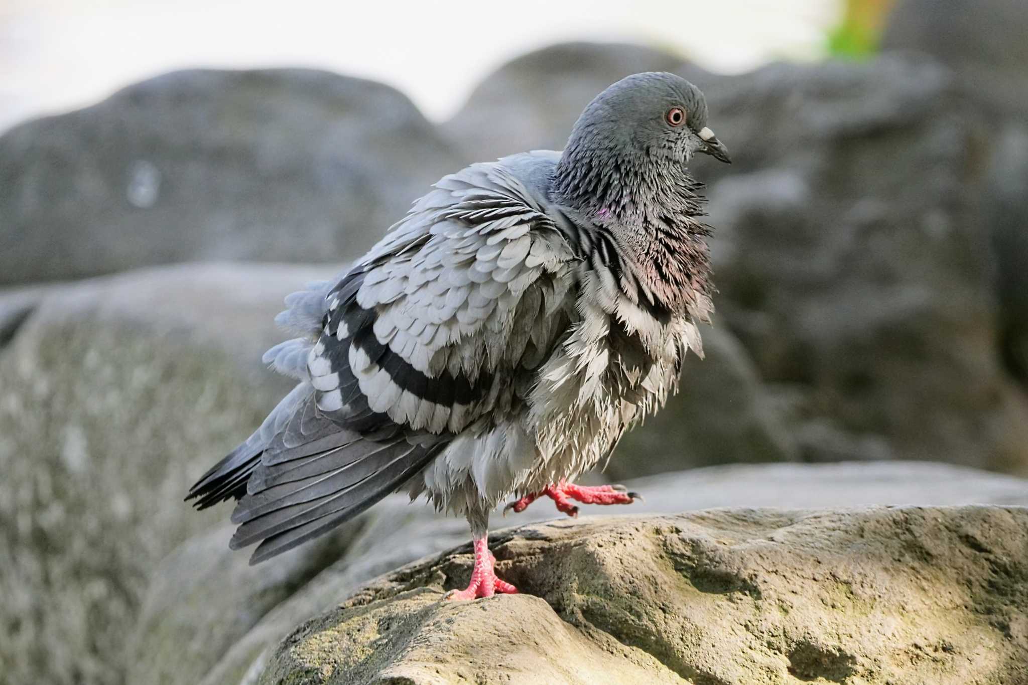 菊名池公園(神奈川県横浜市) カワラバトの写真 by でみちん