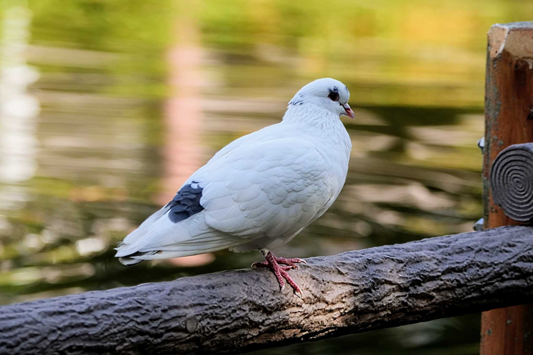 菊名池公園(神奈川県横浜市) カワラバトの写真 by でみちん