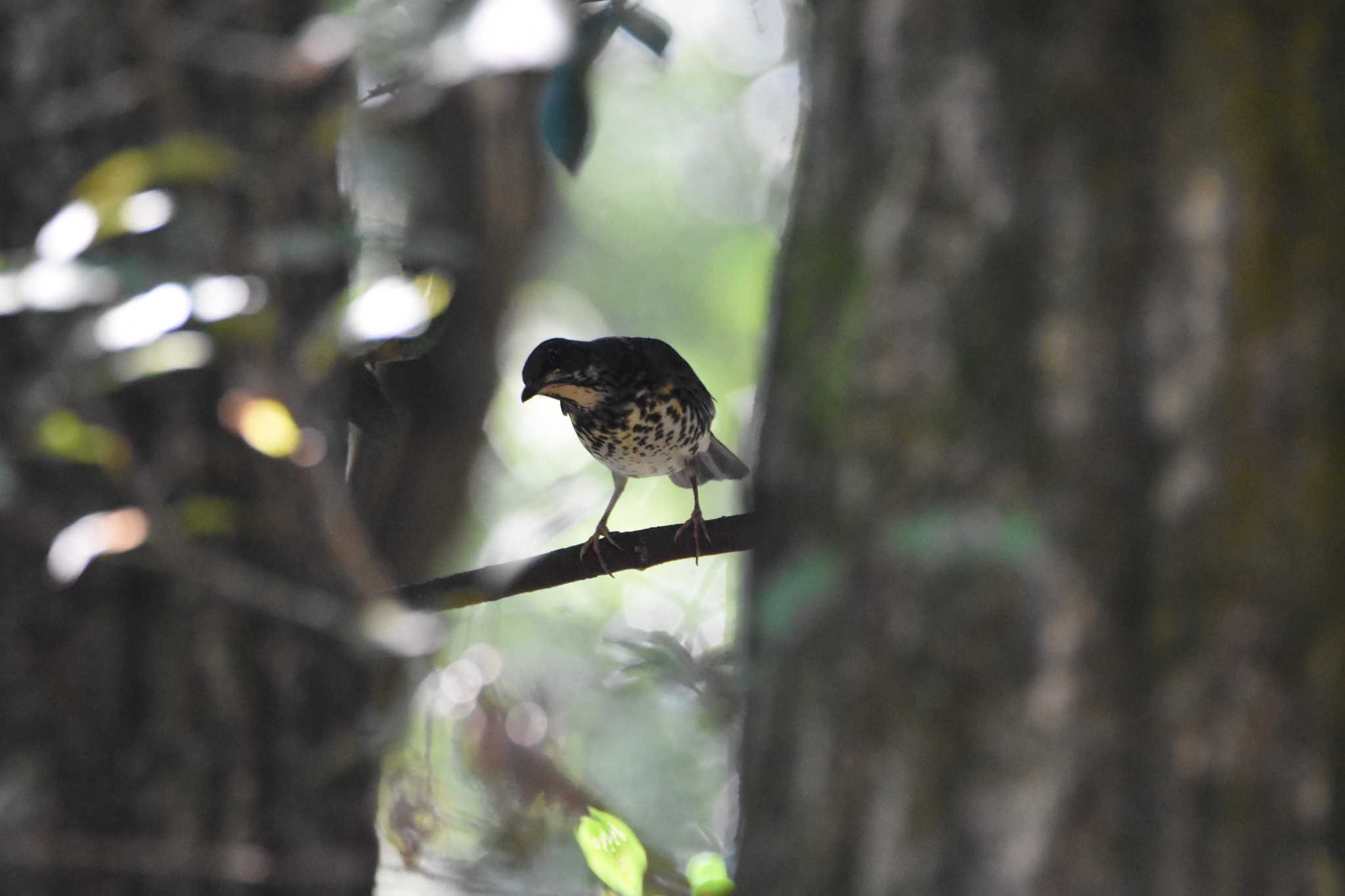 Photo of Japanese Thrush at 立田山 by こうきとさき