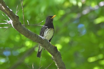 クロツグミ 南阿蘇ビジターセンター 2019年5月7日(火)