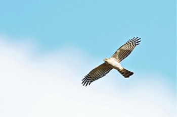 ハイタカ コジュリン公園 2022年11月3日(木)