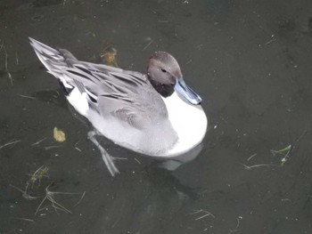 Northern Pintail 平和の森公園、妙正寺川 Mon, 11/7/2022