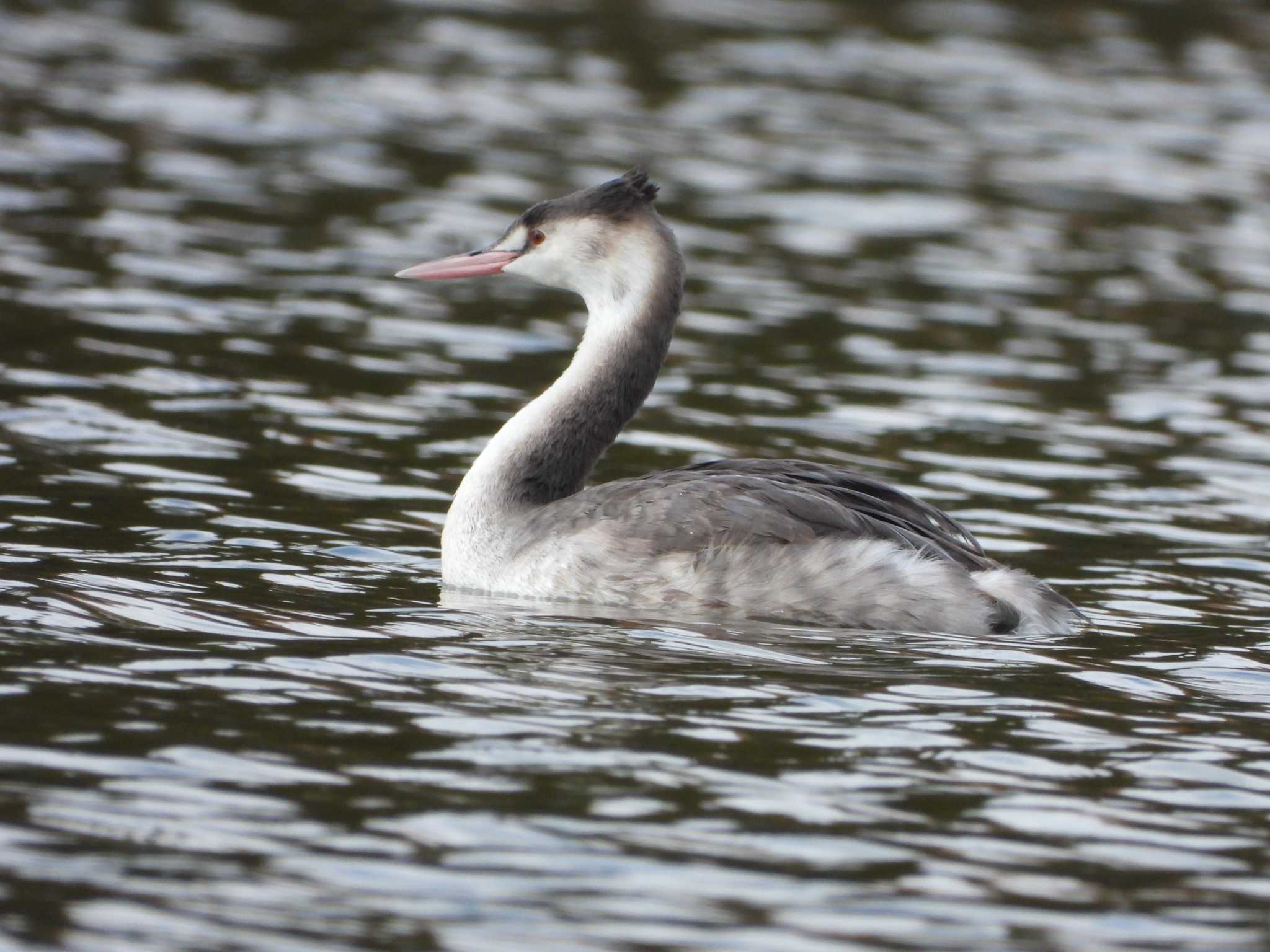 Photo of Great Crested Grebe at みさと公園(三郷市) by ぷにノフ