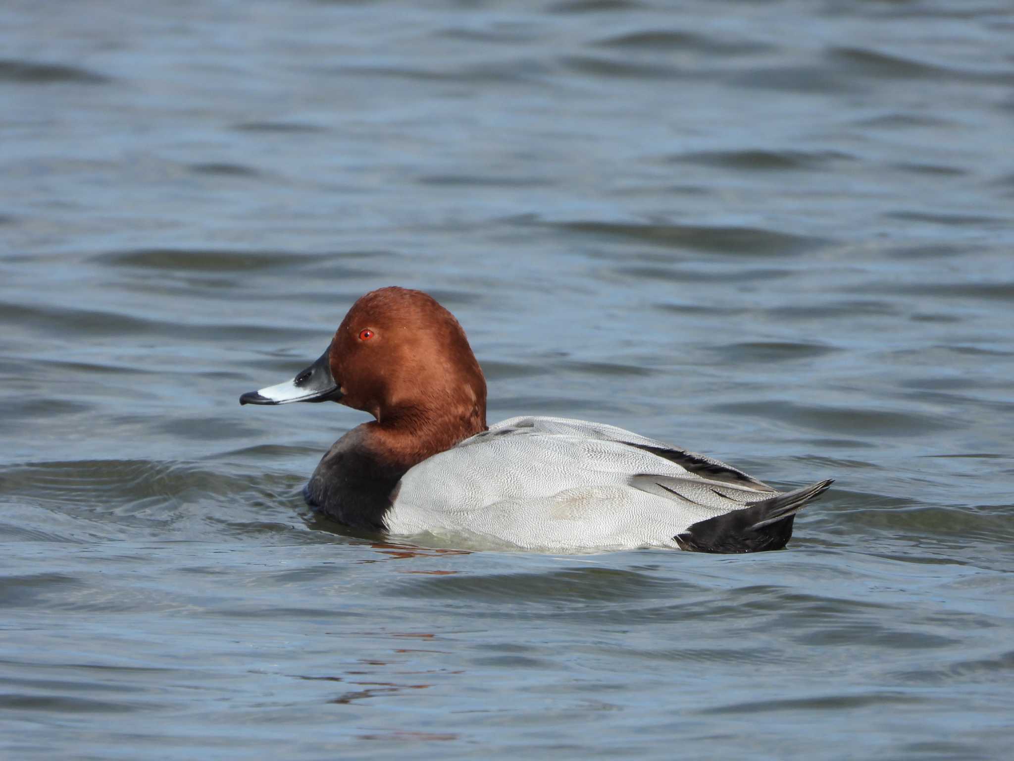 Photo of Common Pochard at みさと公園(三郷市) by ぷにノフ