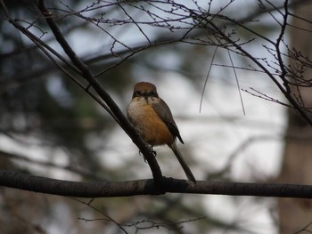 モズ 長居公園植物園 2018年2月22日(木)