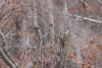 2022年11月7日(月) 野幌森林公園の野鳥観察記録