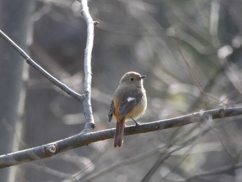 Daurian Redstart Nagai Botanical Garden Thu, 2/22/2018